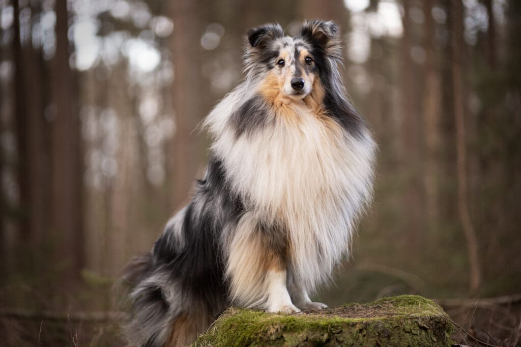 hondenfotograaf veenendaal