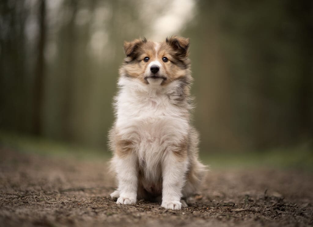 hondenfotograaf veenendaal