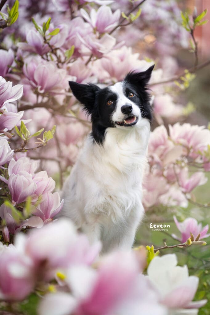 border collie tussen de magnolia