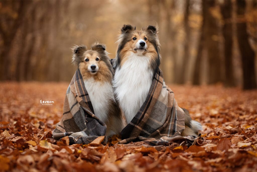 herfstfoto shelties