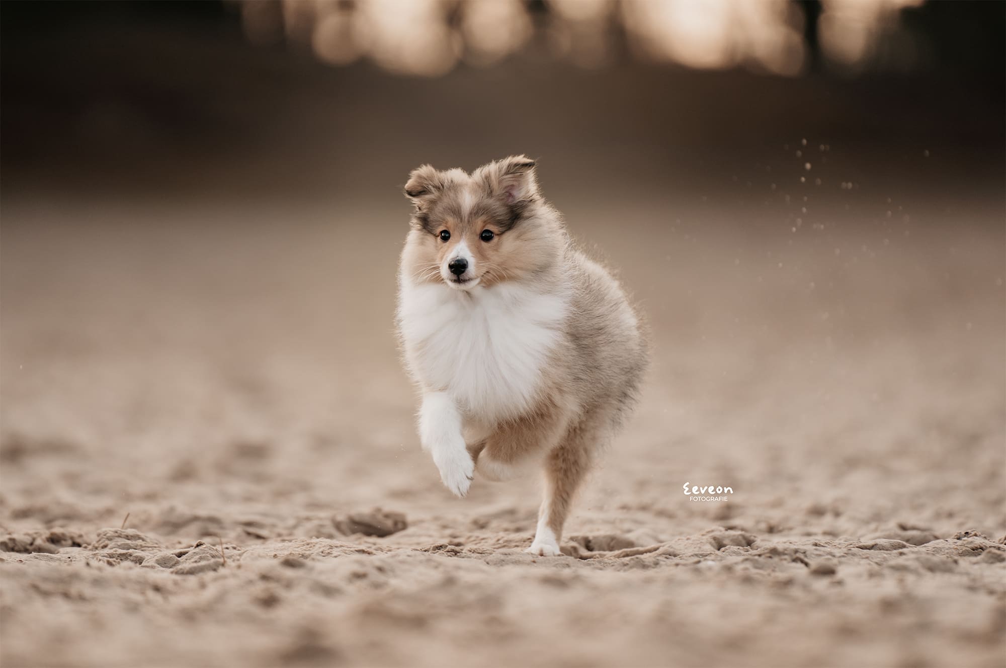 rennende sheltie puppy