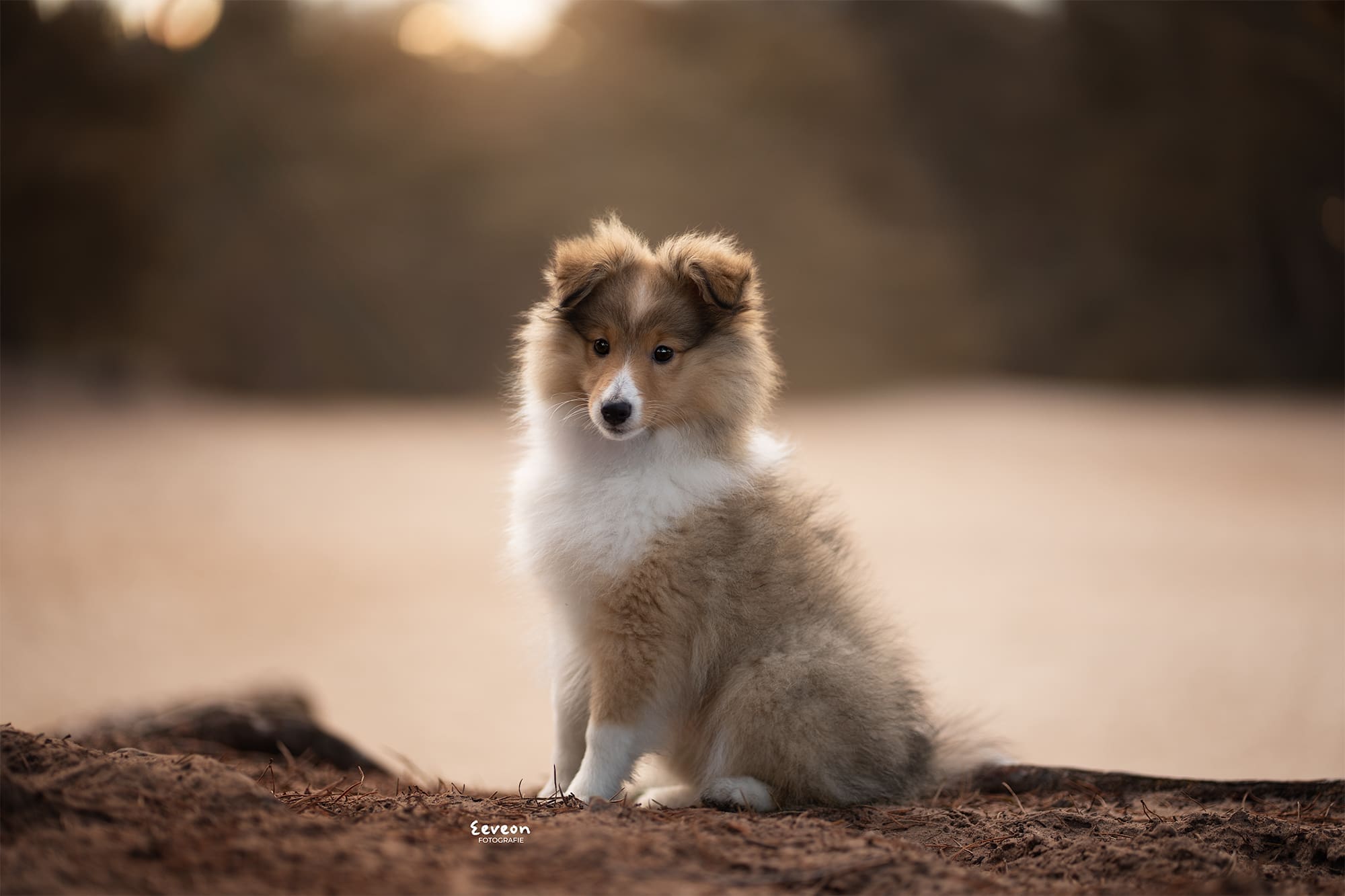 lightroom vs photoshop