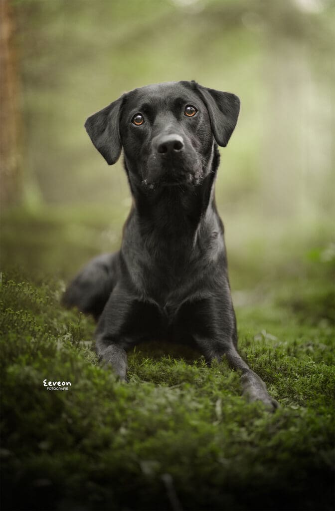 foto zwarte labrador