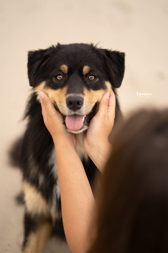 fotoshoot hond soesterduinen
