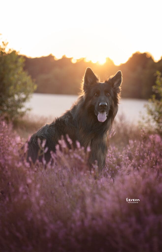 fotoshoot hond soesterduinen