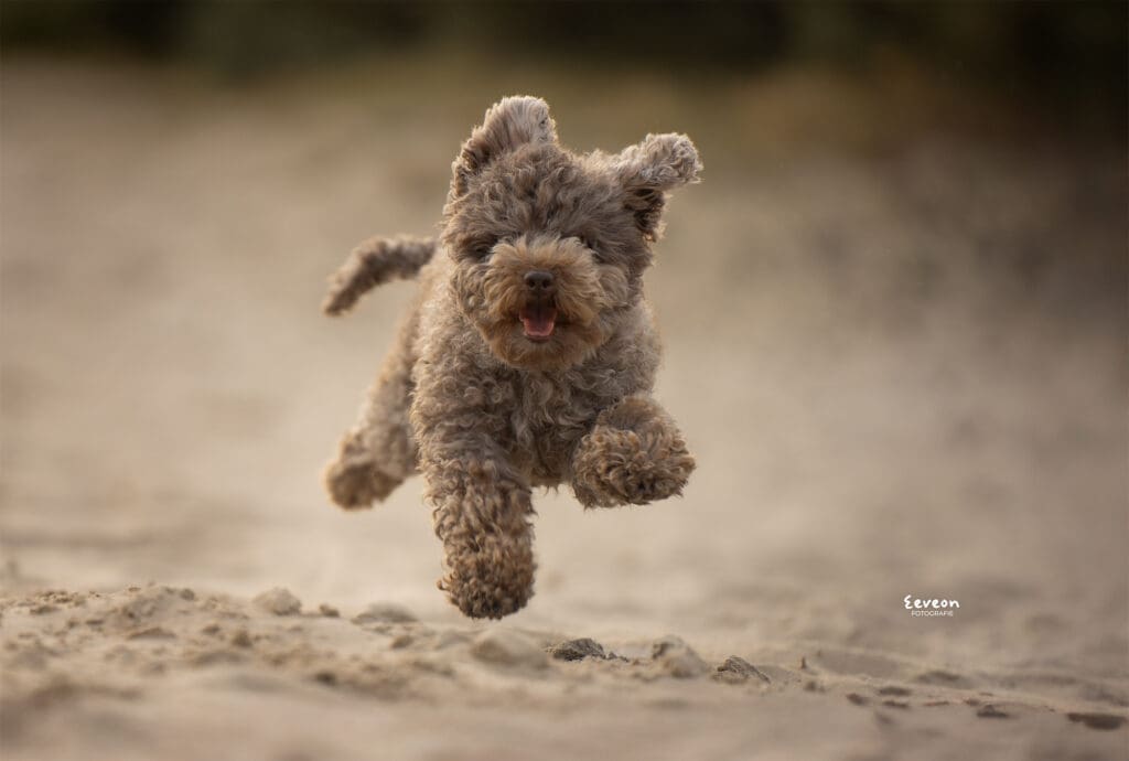 fotoshoot hond soesterduinen