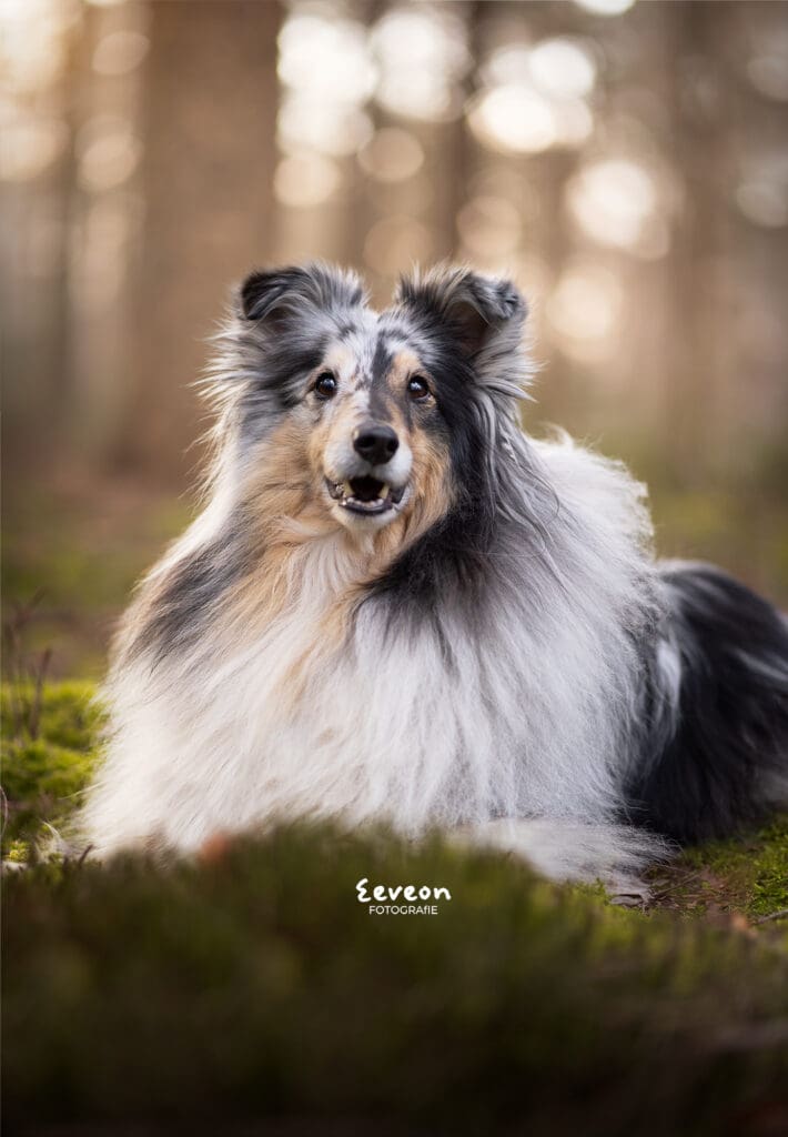 sheltie in het mos