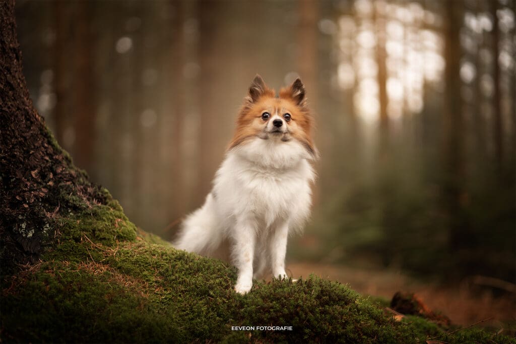 fotoshoot hond ermelo