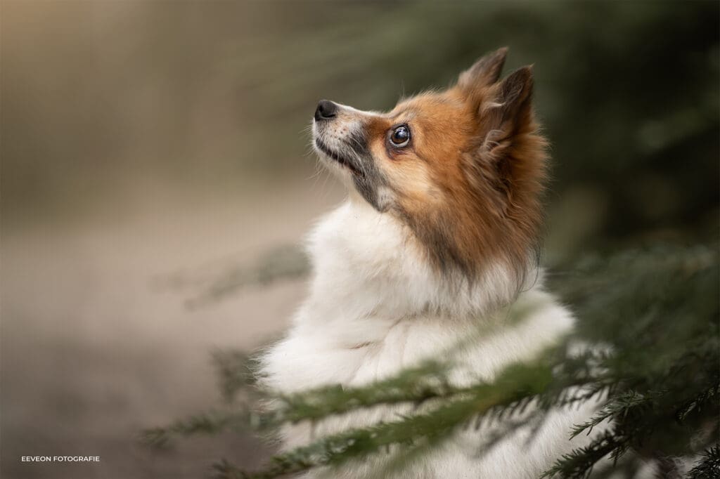 fotoshoot hond ermelo