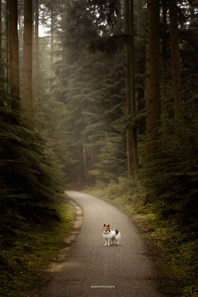 fotoshoot hond ermelo