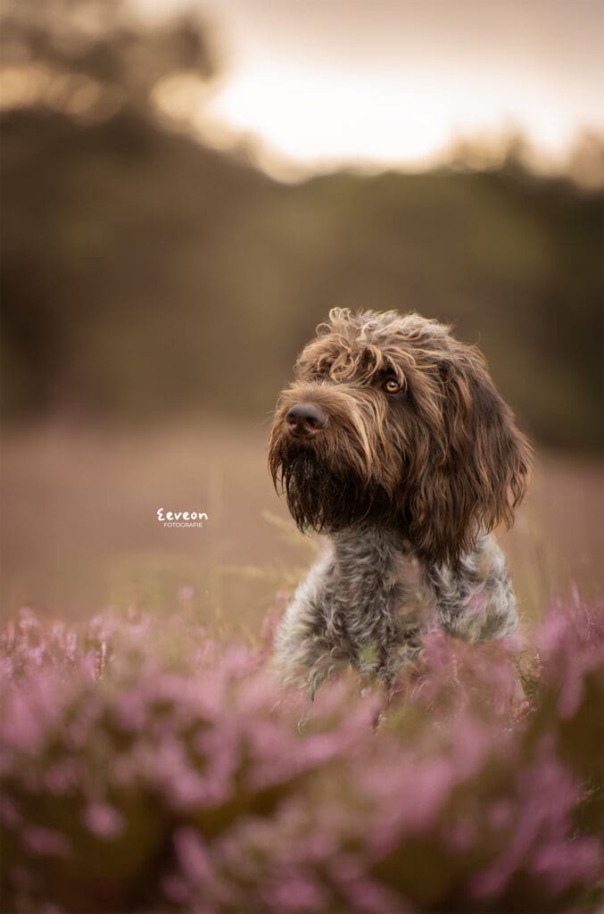 fotoshoot hond ermelo