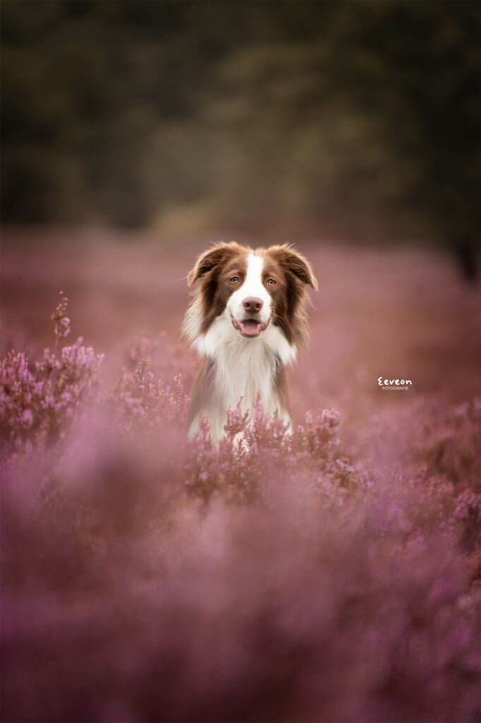 fotoshoot hond ermelo