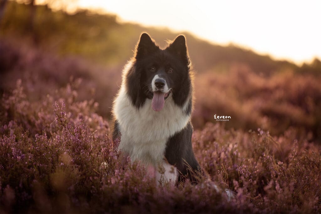 fotoshoot hond ermelo