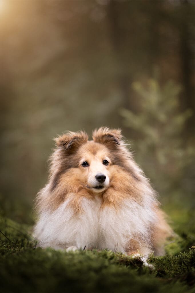 bewerkingsfouten hondenfotografie