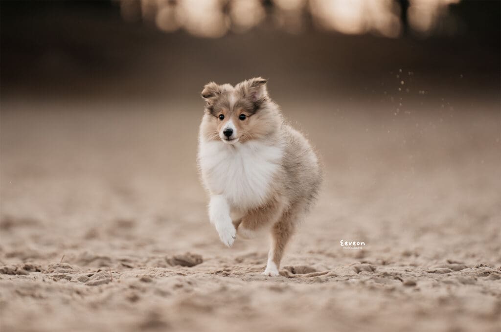 Wat als mijn hond niet stil kan zitten tijdens een fotoshoot?