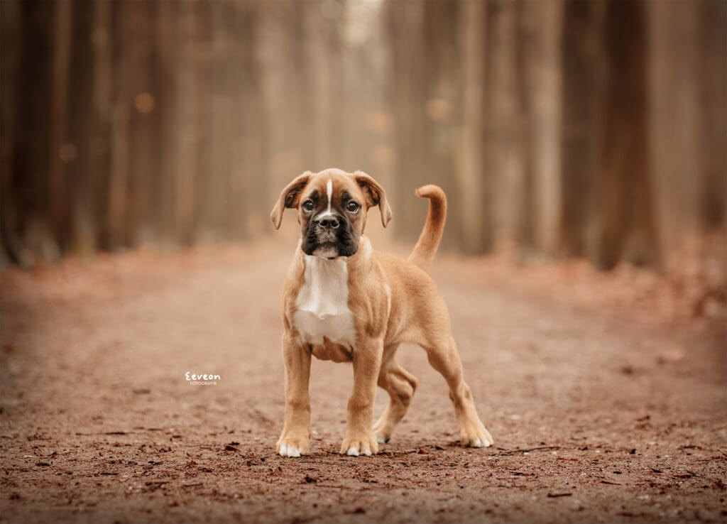Wat als mijn hond niet stil kan zitten tijdens een fotoshoot?