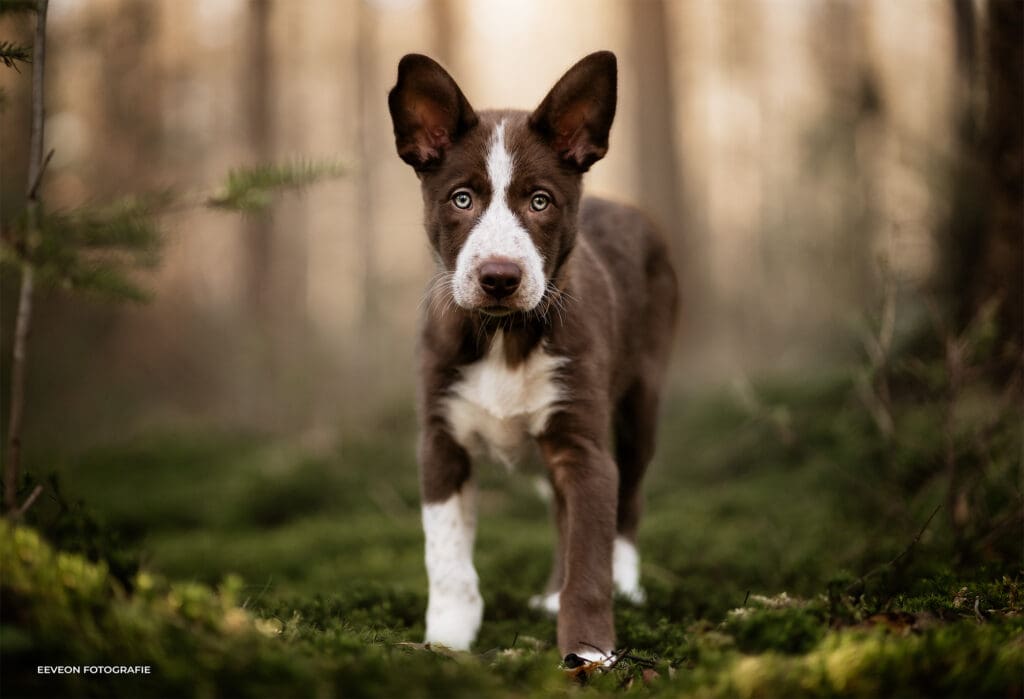 Wat als mijn hond niet stil kan zitten tijdens een fotoshoot?