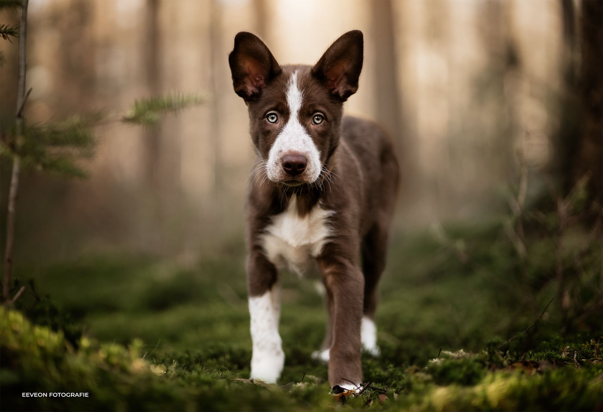 wat als mijn hond niet kan stilzitten voor een fotoshoot