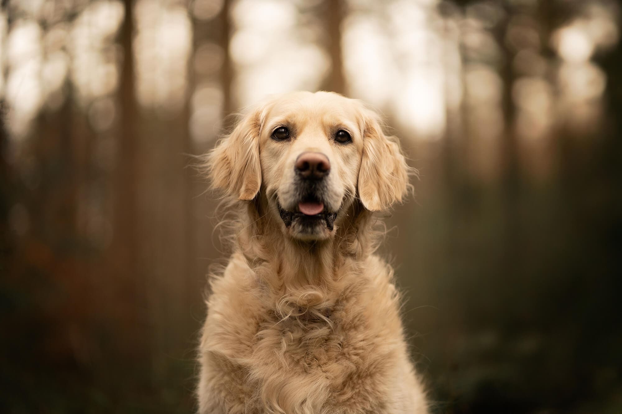 hondenfotoshoot veenendaal