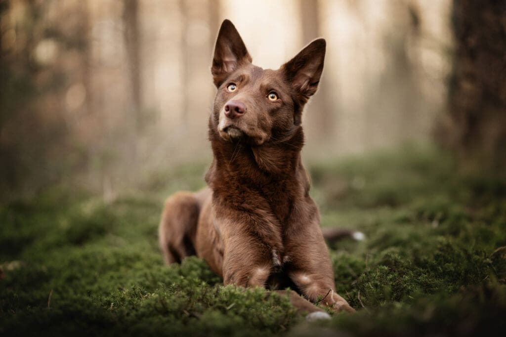 hondenfotograaf veenendaal