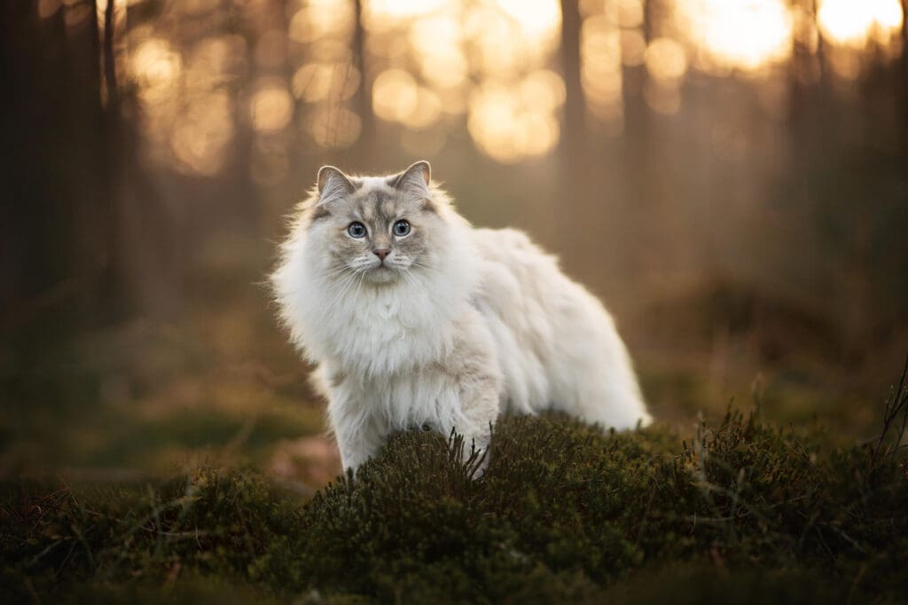 hondenfotograaf veenendaal