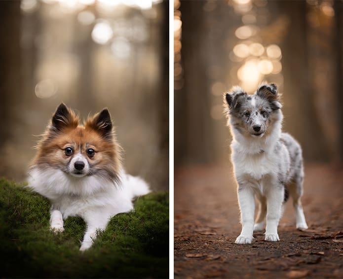 hondenfotograaf veenendaal