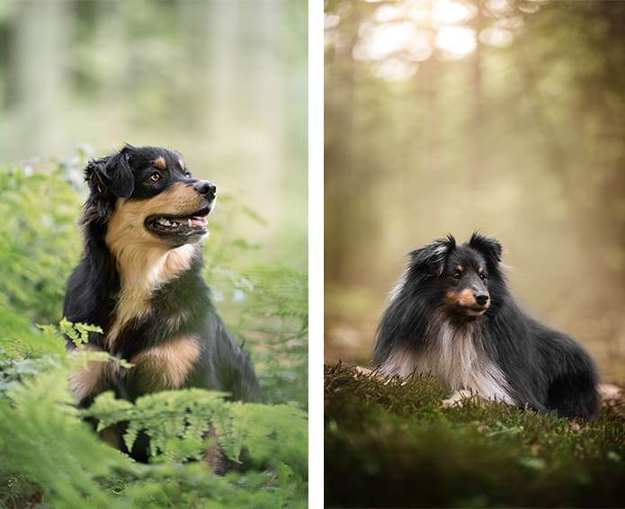 hondenfotograaf veenendaal