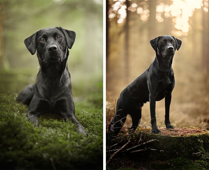 hondenfotograaf veenendaal