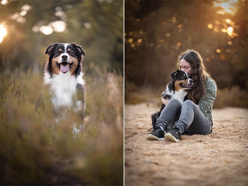 fotoshoot hond nijmegen