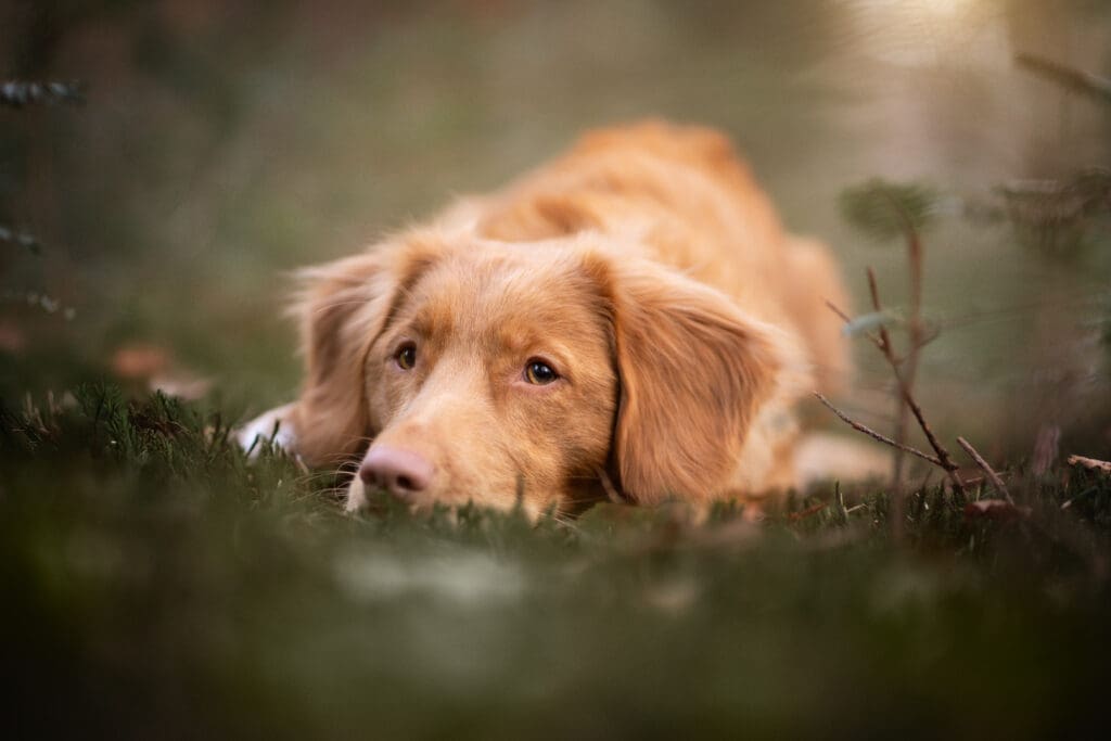fotoshoot hond nijmegen