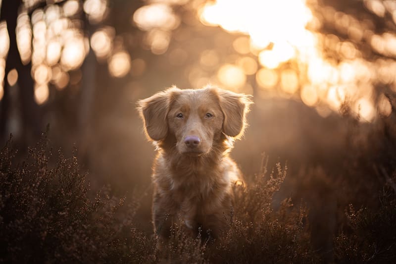fotoshoot hond nijmegen