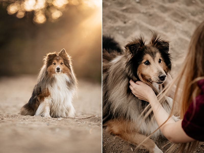 fotoshoot hond nijmegen