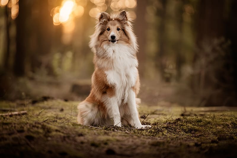 fotoshoot hond nijmegen
